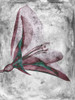 Flower Inversions 2 Poster Print - Studio SEA
