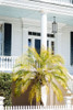 Front Porch Palm Poster Print - Will Malone