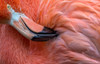 Flamingo Close Up Poster Print - Xavier Ortega