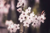Blossoms Poster Print - Kathrin Pienaar