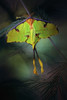 Moon Moth Poster Print - Jimmy Hoffman