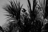 Bird of Palms Poster Print - Will Malone