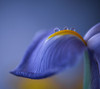 Spring is just around the corner Poster Print - Judy Tseng