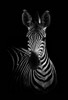 The Zebra Poster Print - WildPhotoArt