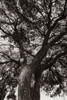 Sepia Tree Poster Print - Will Malone
