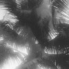 Palm 4 Poster Print - Will Malone
