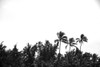 Lanikai Palms Poster Print - Will Malone