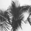 Palm 1 Poster Print - Will Malone