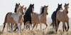 Horses in the Wild Poster Print - Carol Walker