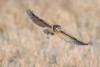 Baby Burrowing Owl Poster Print - Phillip Chang