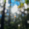 Spider Sunset Poster Print - Will Malone