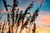 Shadow Grass Poster Print - Will Malone