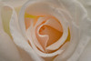 Blush Poster Print - Richard Urbanski