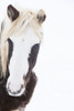 Stunning Stallion Poster Print - Carol Walker