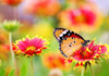 Butterfly 6 Poster Print - Rachel Lee