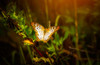 Butterfly 7 Poster Print - Rachel Lee