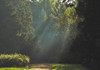 Pathway 4 Poster Print - Rachel Lee