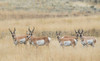 Pronghorns Poster Print - Ken Archer # VARPDXNA02KAR2432