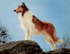 Lassie, Ca. 1950S Poster Print