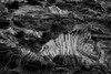Recent Pahoehoe lava flow-Sullivan Bay-Santiago Island-Galapagos Islands-Ecuador Poster Print - Adam Jones # VARPDXSA07AJE0302