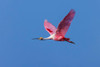 Roseate spoonbill flying-Stick Marsh-Florida Poster Print - Adam Jones # VARPDXUS10AJE0858 Roseate spoonbill flying-Stick Marsh-Florida Poster Print - Adam Jones # VARPDXUS10AJE0858