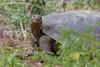 San Cristobal giant tortoise-San Cristobal Island-Galapagos Islands-Ecuador Poster Print - Adam Jones # VARPDXSA07AJE0050