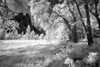 Yosemite Valley in infrared black and white-Yosemite National Park-California Poster Print - Adam Jones # VARPDXUS05AJE0766
