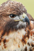 Red-tailed hawk-Florida Poster Print - Adam Jones # VARPDXUS10AJE0813