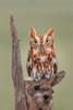 Eastern screech owl-Florida Poster Print - Adam Jones # VARPDXUS10AJE0809