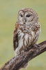 Barred owl-Strix varia-Florida Poster Print - Adam Jones # VARPDXUS10AJE0804
