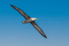 Waved albatross flying-Espanola Island-Galapagos Islands-Ecuador Poster Print - Adam Jones # VARPDXSA07AJE0120
