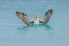 Blue-footed booby diving for fish-San Cristobal Island-Galapagos Islands-Ecuador Poster Print - Adam Jones # VARPDXSA07AJE0039