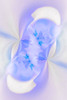 White Orchid flower-Florida Poster Print - Adam Jones # VARPDXUS10AJE0715