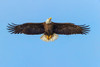 Bald eagle flying-Florida Poster Print - Adam Jones # VARPDXUS10AJE0738