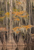 Bald Cypress tree draped in Spanish moss with fall colors Caddo Lake State Park-Uncertain-Texas Poster Print - Adam Jones # VARPDXUS44AJE0543