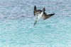 Blue-footed booby diving for fish-San Cristobal Island-Galapagos Islands-Ecuador Poster Print - Adam Jones # VARPDXSA07AJE0046