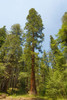 Giant sequoia tree-Yosemite National Park-California Poster Print - Adam Jones # VARPDXUS05AJE0681