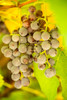 Leavenworth-Washington State-USA Ripe grapes growing Poster Print - Janet Horton # VARPDXUS48JHO2237