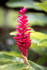 Belize-Central America-Red torch ginger flower Poster Print - Tom Norring # VARPDXSA02TNO0044
