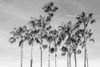California Palms III Poster Print - Richard Silver # VARPDXRX068A