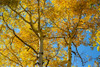 Aspens on the Tom Blake Trail-Colorado Poster Print - Mallorie Ostrowitz # VARPDXUS06MOS0047