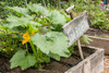 Issaquah-Washington State-USA Squash plant with blossom Poster Print - Janet Horton # VARPDXUS48JHO2213