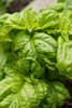 Bellevue-Washington State-USA Mammoth Sweet Basil plant Poster Print - Janet Horton # VARPDXUS48JHO2215