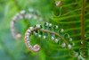 Issaquah-Washington State-USA Lady fern plant in early spring Poster Print - Janet Horton # VARPDXUS48JHO2181