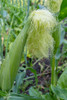 Issaquah-Washington State-USA Corn growing with a tassel Poster Print - Janet Horton # VARPDXUS48JHO2214