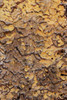 Pine bark pattern Yosemite National Park-California Poster Print - Adam Jones # VARPDXUS05AJE0670