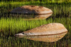 Rocks and grass at first light-Tuolumne Meadows-Yosemite National Park-California Poster Print - Adam Jones # VARPDXUS05AJE0635