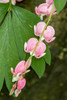 Issaquah-Washington State-USA Bleeding Heart flowers Poster Print - Janet Horton # VARPDXUS48JHO2064