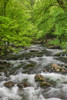 Spring view of forest along Middle Prong of Little Pigeon River-Great Smoky Mountains National Park Poster Print - Adam Jones # VARPDXUS43AJE0548