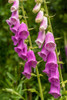 Issaquah-Washington State-USA Common Foxglove Poster Print - Janet Horton # VARPDXUS48JHO1908